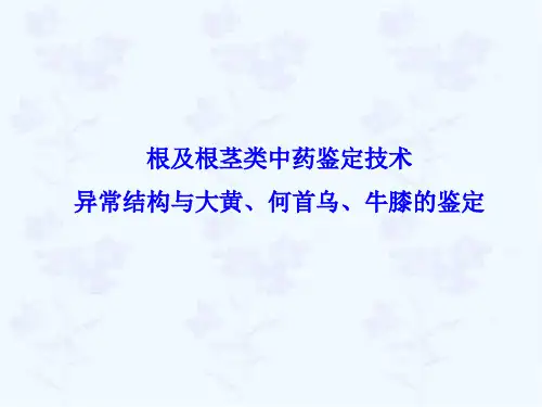 根及根茎类药材鉴定(异常结构与大黄、何首乌、牛膝的鉴定).