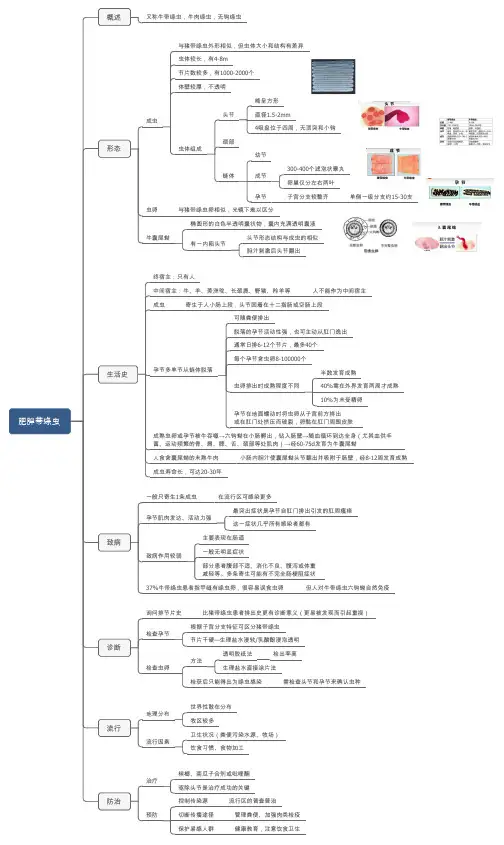 人体寄生虫学肥胖带绦虫