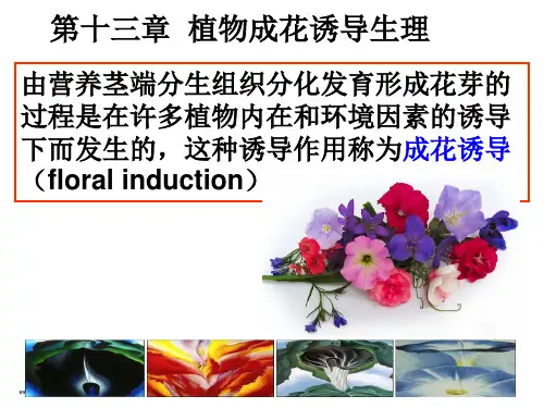 植物生理 第十三章第一节 植物成花诱导生理