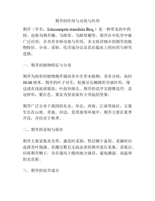 荆芥的作用与功效与作用