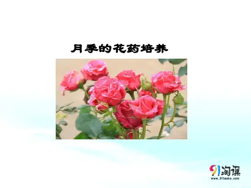 课件10：3.2 月季的花药培养