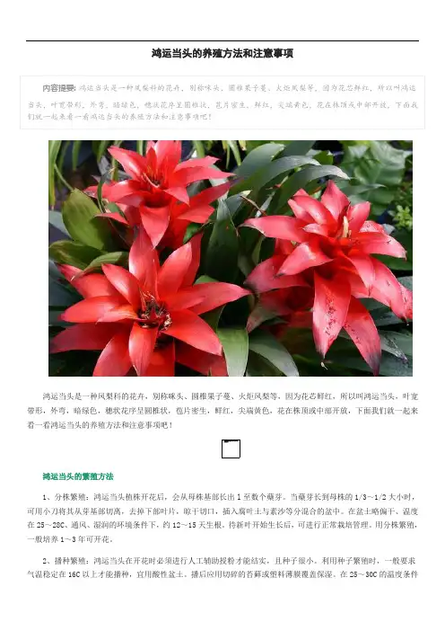 鸿运当头的养殖方法和注意事项