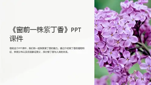 《窗前一株紫丁香》课件