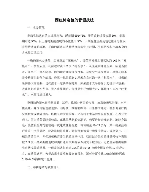 西红柿定植的管理技法