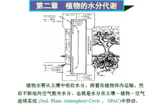 植物生理学课件第二章植物的水分代谢