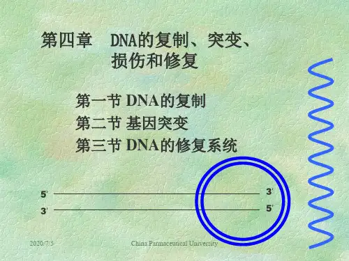 第4章 DNA复制、突变和损伤修复 药学分子生物学课件