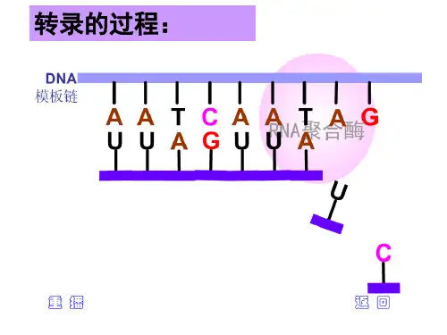 高一人教版生物必修二课件：4.1基因指导蛋白质的合成-基因的表达转录和翻译的过程动画
