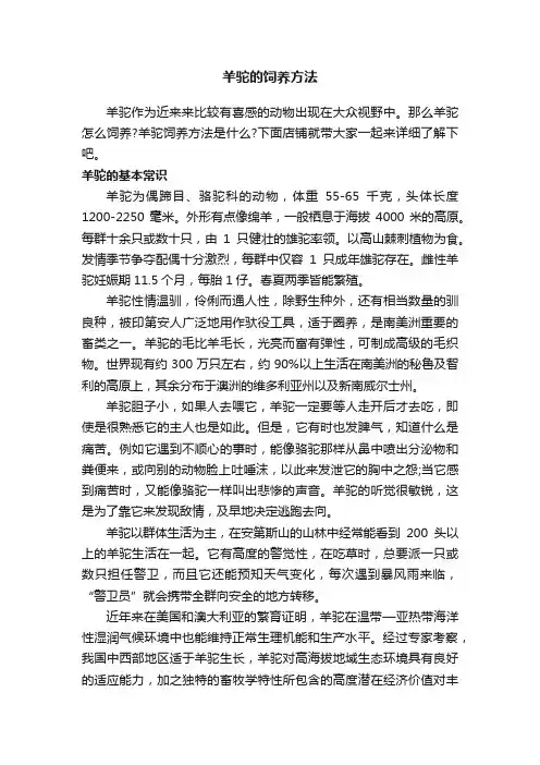 羊驼的饲养方法