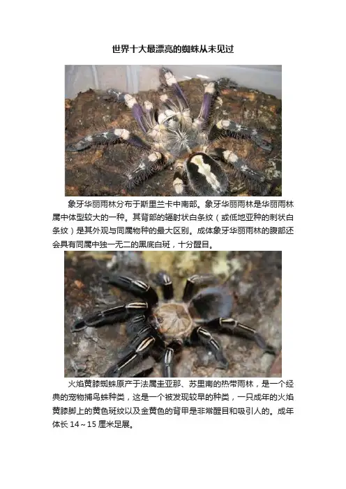 世界十大最漂亮的蜘蛛从未见过