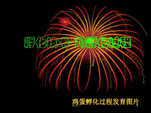 模板鸡的胚胎发育.ppt