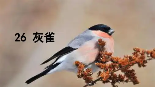 部编版三年级语文上《灰雀》公开课PPT