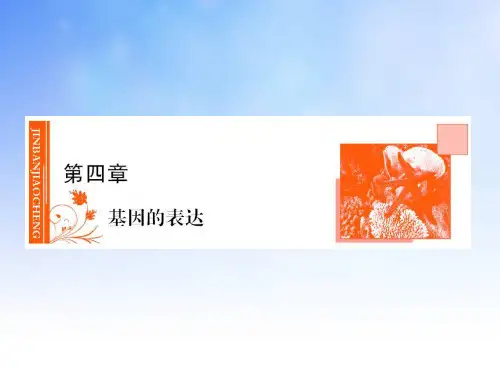 基因的表达ppt课件演示文稿