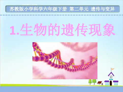 六年级下册科学课件生物的遗传现象苏教版教学PPT