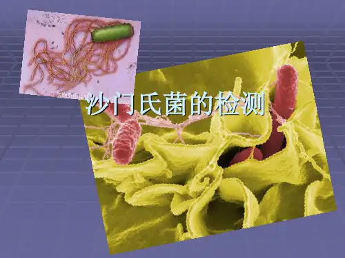 沙门氏菌检测 生物检测(自己写的)-Riche