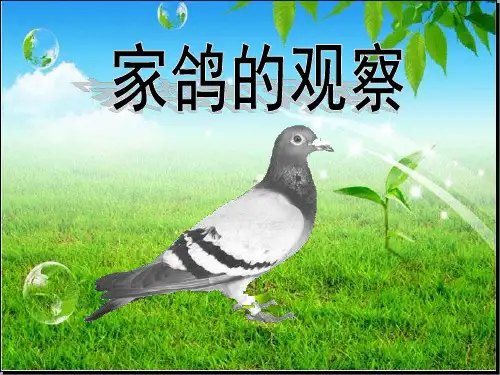 家鸽的观察
