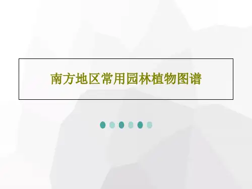 南方地区常用园林植物图谱共122页文档