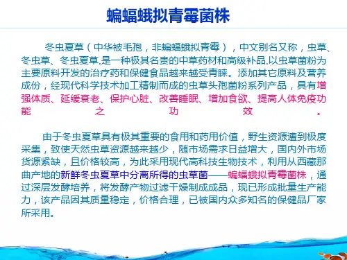 蝙蝠蛾拟青霉菌株