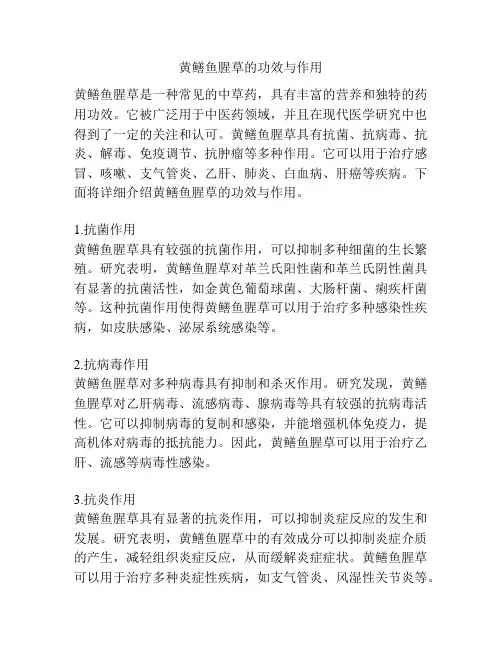 黄鳝鱼腥草的功效与作用