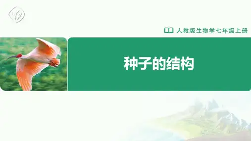 七年级-人教版-生物-上册-第1课时-种子的结构
