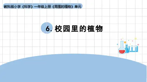 2024年秋教科版一年级科学上册1-6《校园里的植物》(课件)