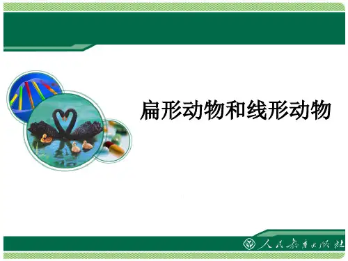 扁形动物和线形动物