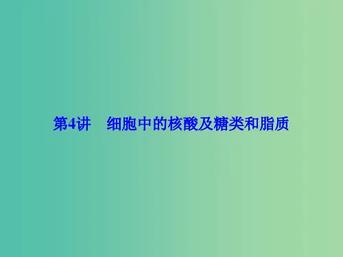 高考生物一轮总复习 第一单元 走近细胞与细胞的分子组成 第4讲 细胞中的核酸及糖类和脂质课件(必修1