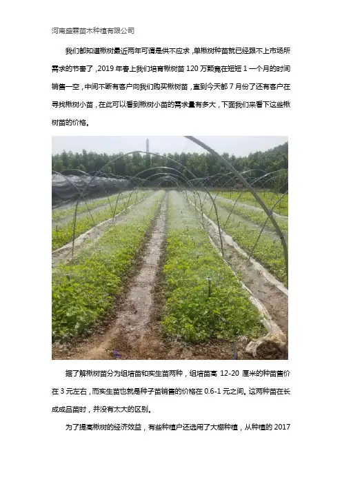 楸树苗价格多少