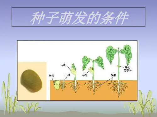 种子萌发的条件PPT课件
