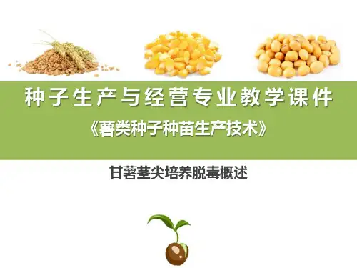 甘薯茎尖培养脱毒与快繁—甘薯茎尖培养脱毒概述