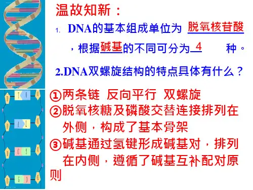 人教版新教材《DNA的复制》ppt课件