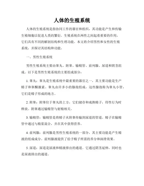 人体的生殖系统