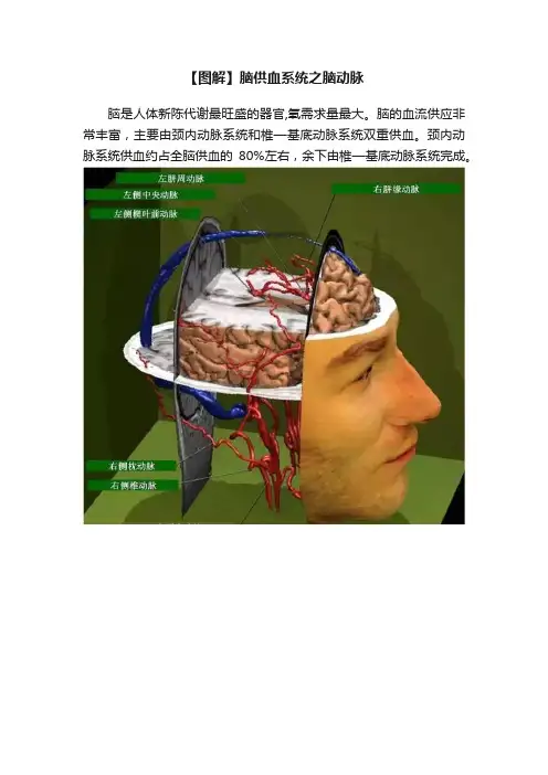 【图解】脑供血系统之脑动脉