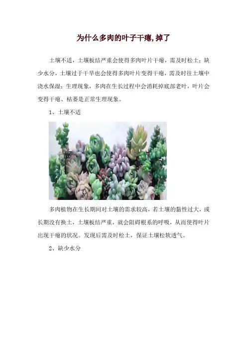 为什么多肉的叶子干瘪,掉了