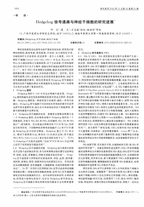 Hedgehog信号通路与神经干细胞的研究进展