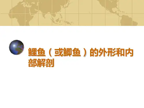 鲤鱼(或鲫鱼)的外形和内部解剖