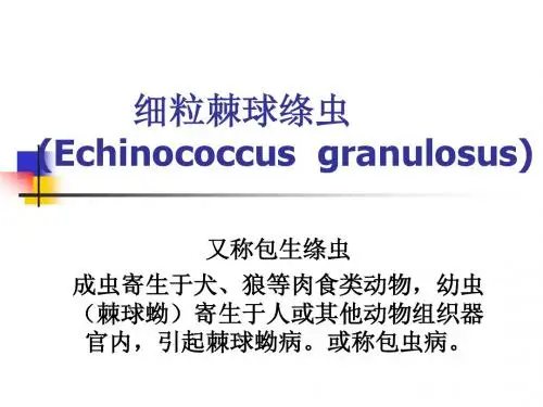 细粒棘球绦虫