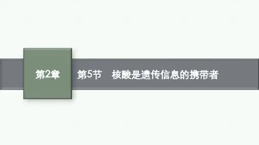 人教版高中生物学必修1精品课件 第2章 组成细胞的分子 第5节 核酸是遗传信息的携带者 (3)