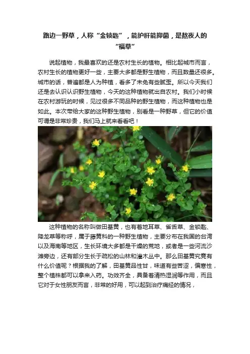路边一野草，人称“金锁匙”，能护肝能抑菌，是熬夜人的“福草”