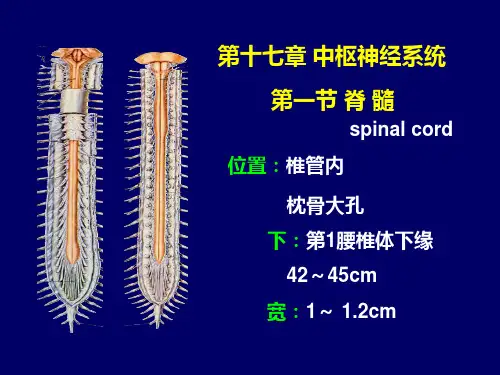 人体解剖学中枢神经系统PPT课件