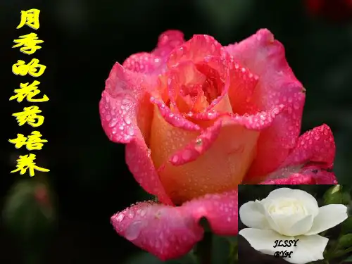 月季的花药培养(图文详解)