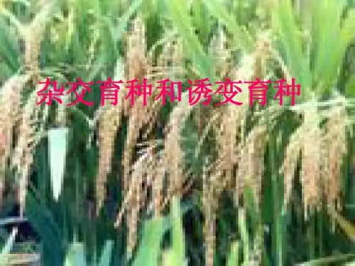第一节 杂交育种和诱变育种