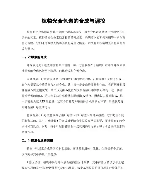 植物光合色素的合成与调控
