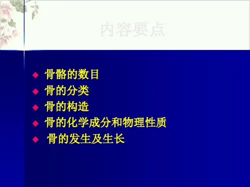 运动解剖学骨骼PPT.