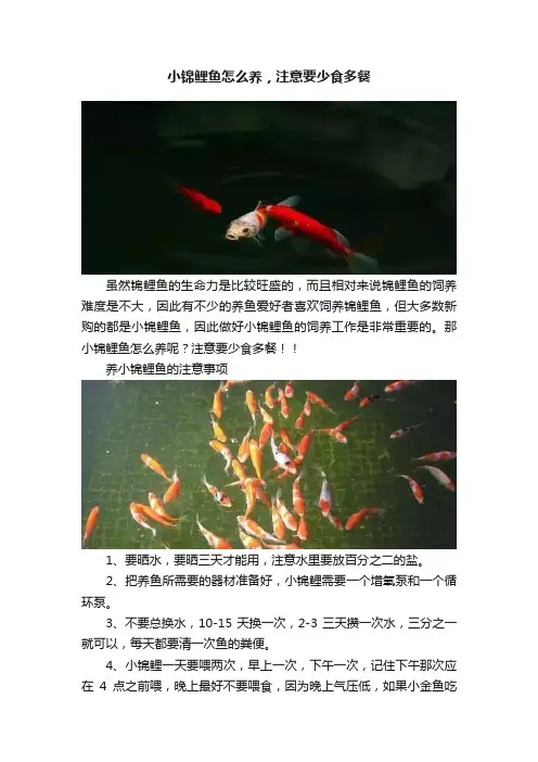 小锦鲤鱼怎么养，注意要少食多餐