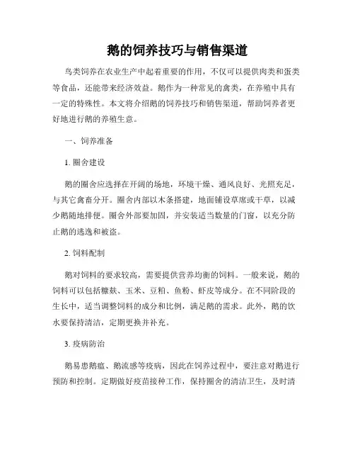 鹅的饲养技巧与销售渠道