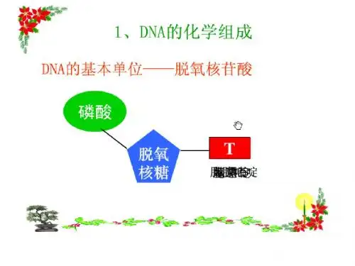 基因工程-2章 分子克隆工具酶
