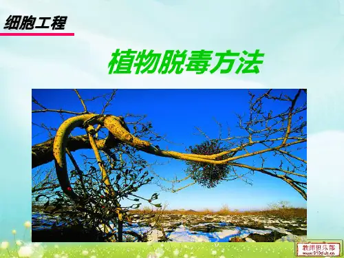 植物脱毒方法