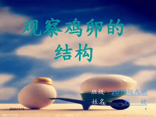 观察鸡卵的结构 ppt课件