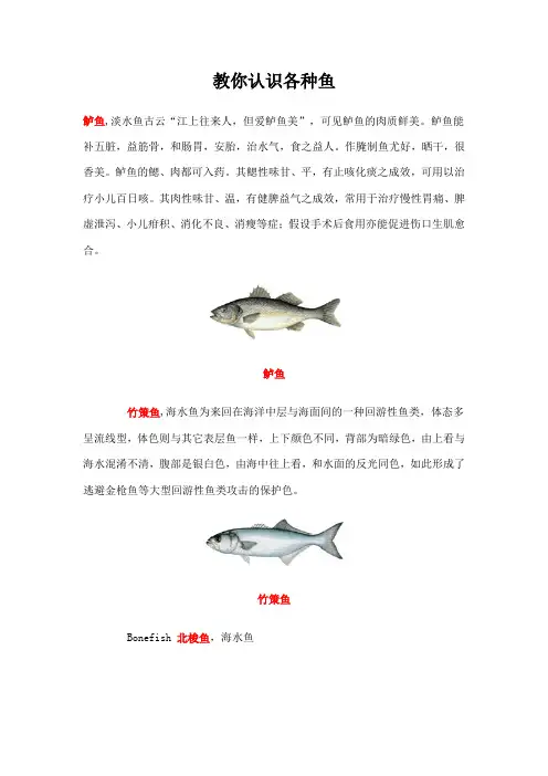 认识各种鱼