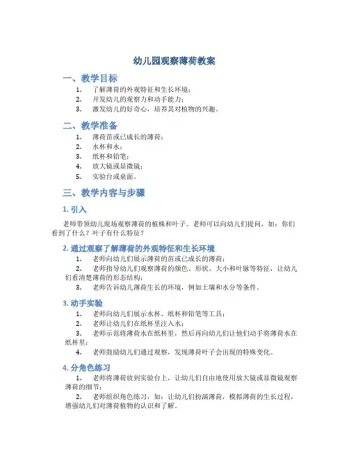 幼儿园观察薄荷教案